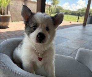Pomsky Puppy for sale in WEBSTER, FL, USA