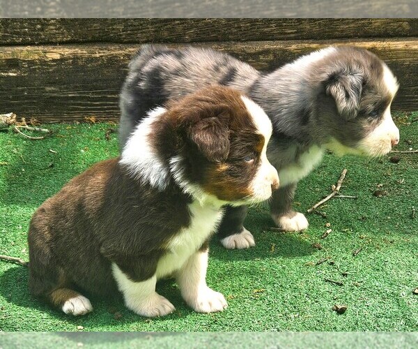Medium Photo #7 Australian Shepherd Puppy For Sale in NELSON, VA, USA