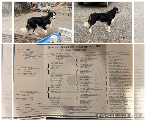 Medium Photo #1 Border-Aussie Puppy For Sale in DES ARC, AR, USA