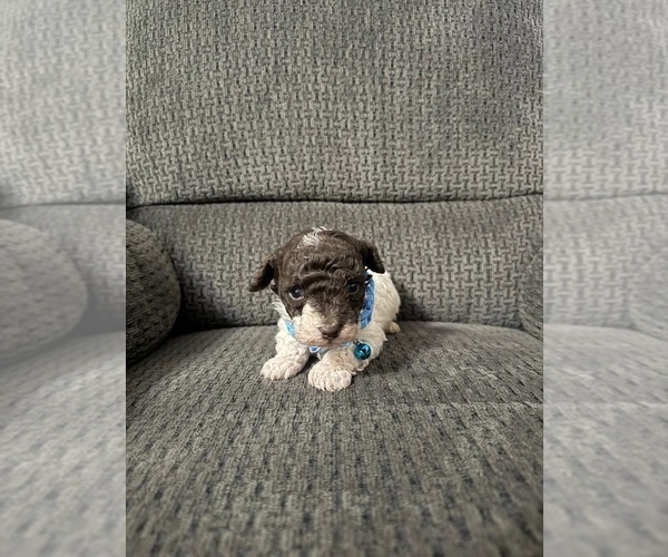 Medium Photo #1 Poodle (Toy) Puppy For Sale in JEFFERSONVILLE, IN, USA