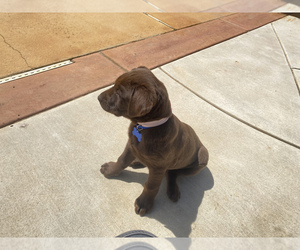 Labrador Retriever Puppy for sale in MORENO VALLEY, CA, USA
