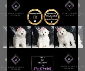 Maltipoo Puppy for sale in WARSAW, IN, USA
