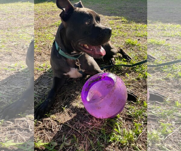 Medium Photo #51 Mutt Puppy For Sale in Pompano Beach , FL, USA
