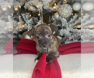 Chihuahua Puppy for sale in CHARLOTTE, NC, USA