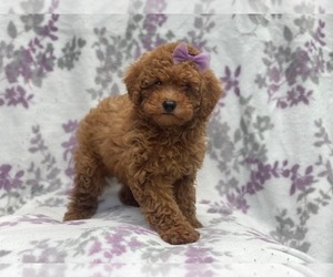 Poodle (Miniature) Puppy for sale in LAKELAND, FL, USA