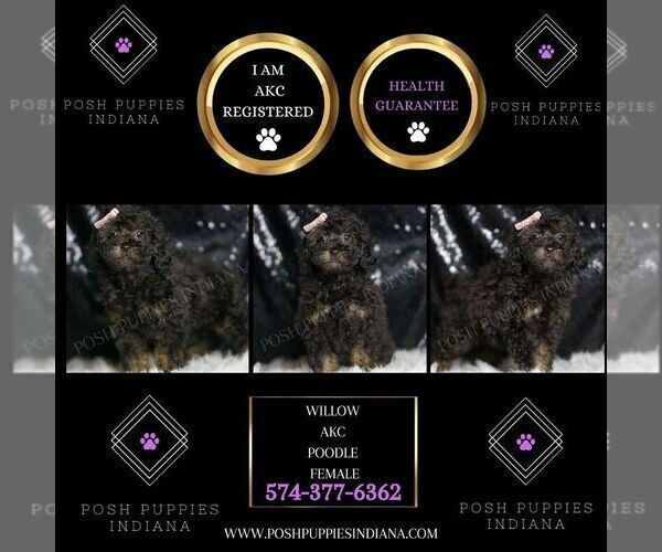 Medium Photo #2 Poodle (Toy) Puppy For Sale in WARSAW, IN, USA