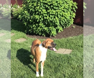 Mother of the Boxer puppies born on 03/26/2026