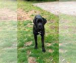 Small #5 Retriever  Mix