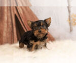 Small Photo #3 Yorkshire Terrier Puppy For Sale in WARSAW, IN, USA