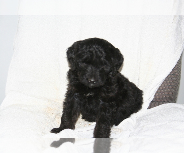 Full screen Photo #9 Newfoundland-Shepadoodle Mix Puppy For Sale in SHEBOYGAN FALLS, WI, USA