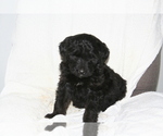 Small Photo #9 Newfoundland-Shepadoodle Mix Puppy For Sale in SHEBOYGAN FALLS, WI, USA