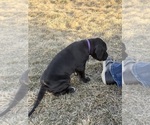Small Photo #27 Great Dane Puppy For Sale in OLATHE, CO, USA