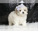 Small #5 Maltipoo