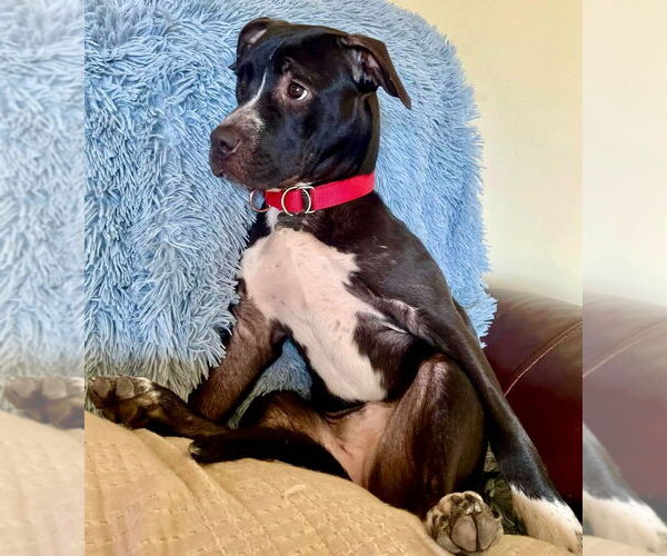 Medium Photo #14 Mutt Puppy For Sale in Canton, CT, USA