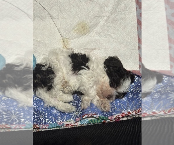 Medium Photo #8 Havanese Puppy For Sale in SATSUMA, FL, USA