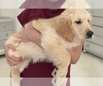 Small Photo #5 Golden Retriever Puppy For Sale in EAST FREEHOLD, NJ, USA