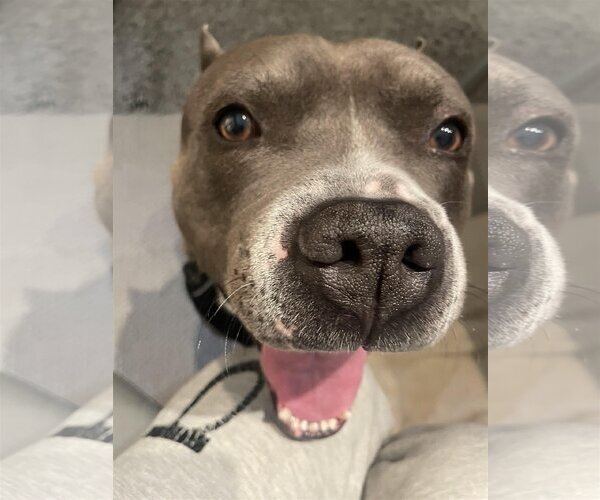 Medium Photo #1  Puppy For Sale in , 