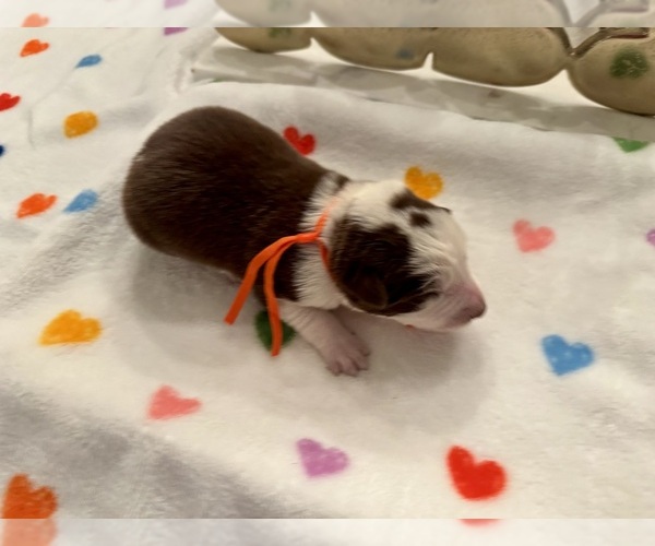 Medium Photo #26 Border Collie Puppy For Sale in MARYVILLE, TN, USA