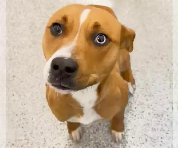 Medium Photo #2 Labsky Puppy For Sale in Houston, TX, USA