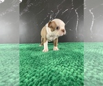 Small #36 Boston Terrier