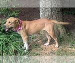 Small #6 Mastiff-Redbone Coonhound Mix