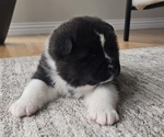 Small Photo #27 Akita Puppy For Sale in STRAFFORD, MO, USA