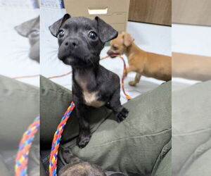 Chiweenie Dogs for adoption in Temple, TX, USA