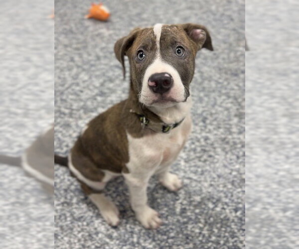 Medium Photo #1 Mutt Puppy For Sale in Bemidji, MN, USA