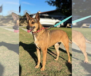 Athena - Female Australian Kelpie-Australian Shepherd Mix Dog for Adoption - Photo #2