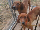 Small Photo #1 Redbone Coonhound Puppy For Sale in GUERNSEY, OH, USA