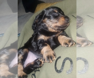 Dachshund Puppy for sale in MYSTIC, IA, USA