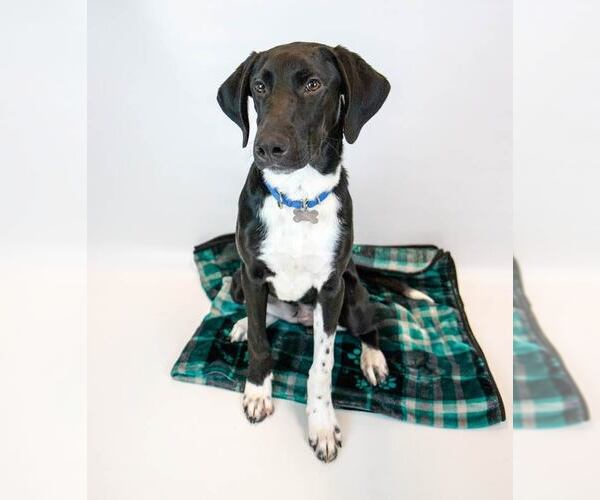 Medium Photo #1 Borador Puppy For Sale in Kennesaw, GA, USA