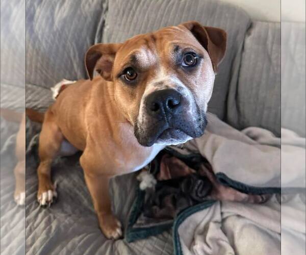 Medium Photo #2 American Staffordshire Terrier-Unknown Mix Puppy For Sale in New Oxford , PA, USA