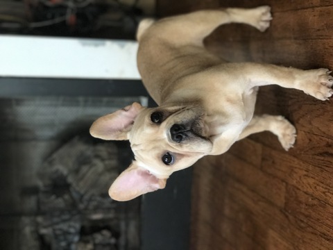 View Ad: French Bulldog Puppy for Sale near Connecticut, EAST HAVEN ...