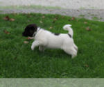 Small Photo #4 Akita Puppy For Sale in FRESNO, OH, USA