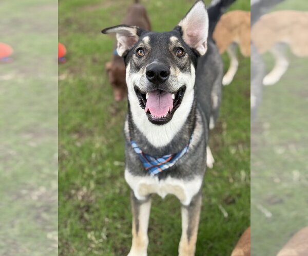 Medium Photo #3 Anatolian Shepherd-Siberian Husky Mix Puppy For Sale in Phoenix, AZ, USA
