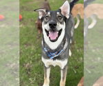Small #2 Anatolian Shepherd-Siberian Husky Mix
