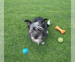 Mutt Dogs for adoption in Unionville, PA, USA