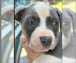 Small #1 American Pit Bull Terrier-American Staffordshire Terrier Mix