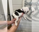 Small Photo #4 English Bulldog Puppy For Sale in VIRGINIA BEACH, VA, USA