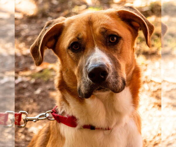 Medium Photo #5 Mutt Puppy For Sale in Canton, CT, USA