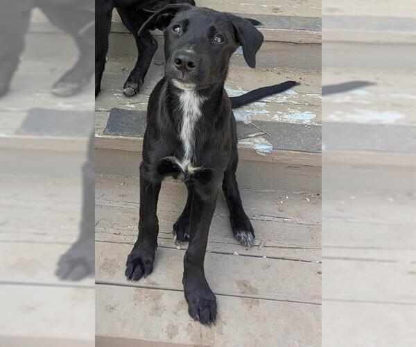 Medium Photo #1 Labrador Retriever-Unknown Mix Puppy For Sale in San Antonio, TX, USA