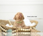 Small Photo #8 Goldendoodle Puppy For Sale in BOGALUSA, LA, USA