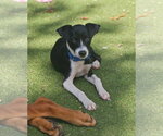 Small Mutt