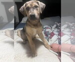 Small #1 Catahoula Leopard Dog Mix