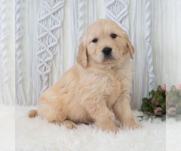Medium Photo #6 Golden Retriever Puppy For Sale in NEWPORT, PA, USA