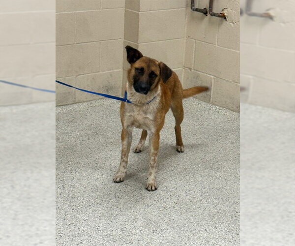 Medium Photo #1 Mutt Puppy For Sale in Conroe, TX, USA