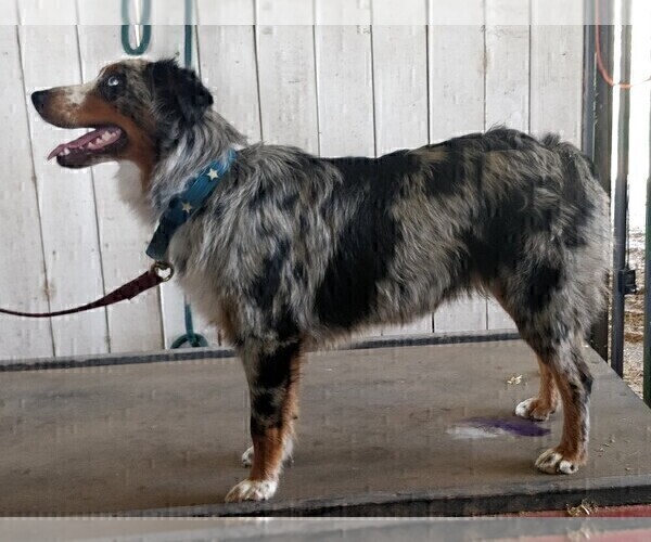 Medium Photo #1 Australian Shepherd Puppy For Sale in FLORESVILLE, TX, USA