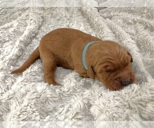 Medium Golden Retriever