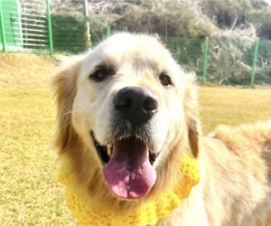 Golden Retriever Dogs for adoption in San Ramon, CA, USA